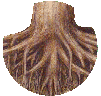 Roots